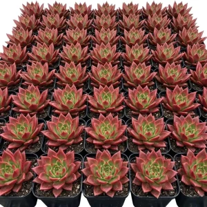 Red Echeveria Live Succulent Plant 4 inch Pot - Indoor Houseplant - Image 7