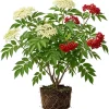 Red Elderberry Live Plant - American Elderberry Bush, Sambucus, 5-8" Tall, 4" Pot - Image 1