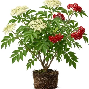 Red Elderberry Live Plant - American Elderberry Bush, Sambucus, 5-8