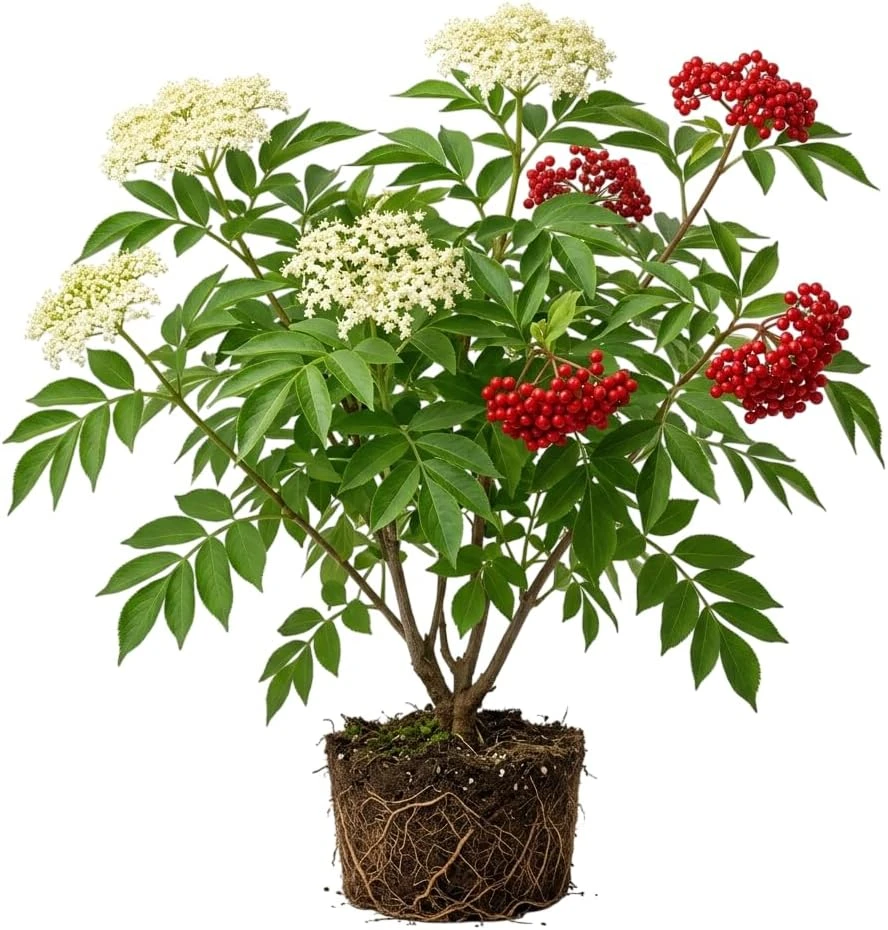 Red Elderberry Live Plant - American Elderberry Bush, Sambucus, 5-8" Tall, 4" Pot - Image 1