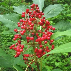 Red Elderberry Live Plant - American Elderberry Bush, Sambucus, 5-8