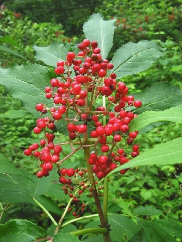 Red Elderberry Live Plant - American Elderberry Bush, Sambucus, 5-8" Tall, 4" Pot - Image 2