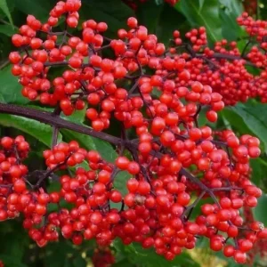 Red Elderberry Live Plant - American Elderberry Bush, Sambucus, 5-8