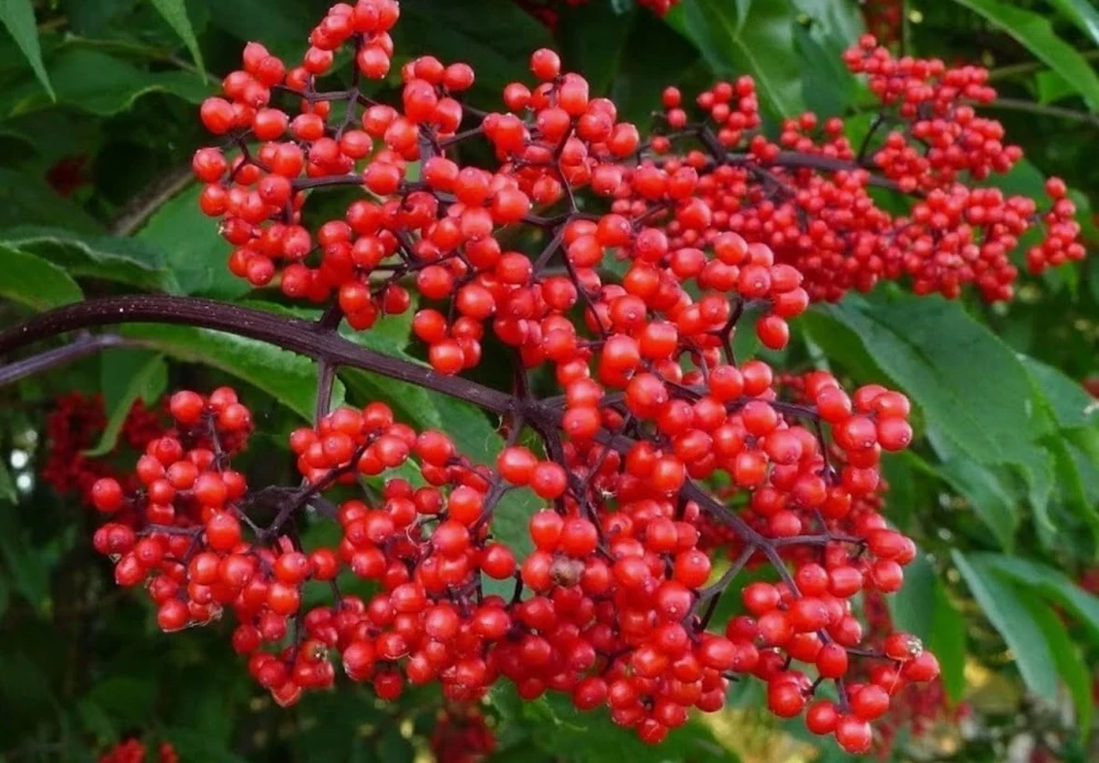Red Elderberry Live Plant - American Elderberry Bush, Sambucus, 5-8" Tall, 4" Pot - Image 4
