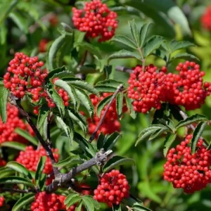 Red Elderberry Live Plant - American Elderberry Bush, Sambucus, 5-8