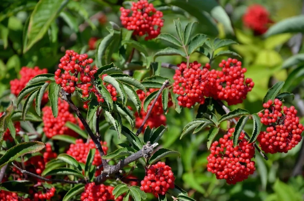 Red Elderberry Live Plant - American Elderberry Bush, Sambucus, 5-8" Tall, 4" Pot - Image 5