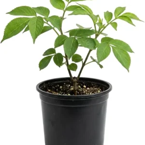 Red Elderberry Live Plant - American Elderberry Bush, Sambucus, 5-8