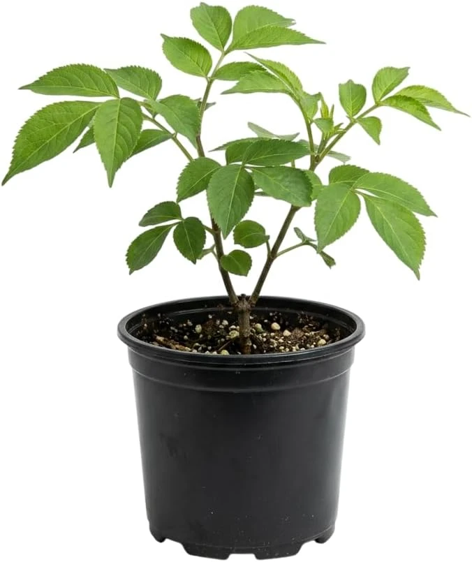 Red Elderberry Live Plant - American Elderberry Bush, Sambucus, 5-8" Tall, 4" Pot - Image 6