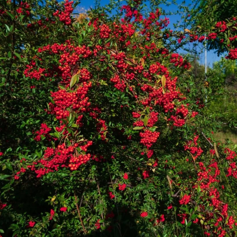 Red Elderberry Live Plant - American Elderberry Bush, Sambucus, 5-8" Tall, 4" Pot - Image 7