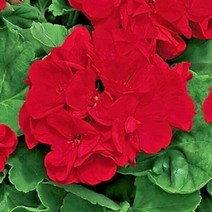 Red Geranium Pelargonium Live Cuttings - 3 Unrooted 6