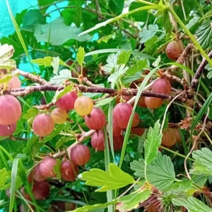 Red Gooseberry Bush Live Plant - Crimson Fruiting Shrub, 6-12