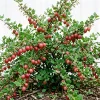 Red Gooseberry Bush Live Plant - Crimson Fruiting Shrub, 6-12" Tall - Image 1