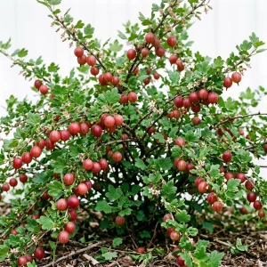 Red Gooseberry Bush Live Plant - Crimson Fruiting Shrub, 6-12