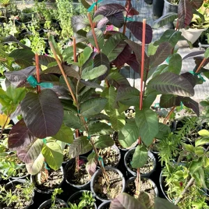 Red Guava Live Plant - 18