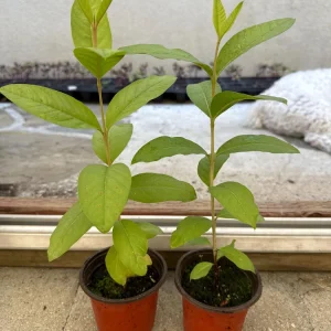Red Guava Live Plant - 4