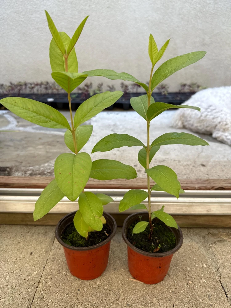 Red Guava Live Plant - 4" Pot, 8-10" Tall Tropical Fruit Tree - Image 2