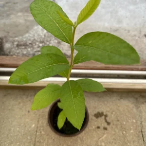 Red Guava Live Plant - 4