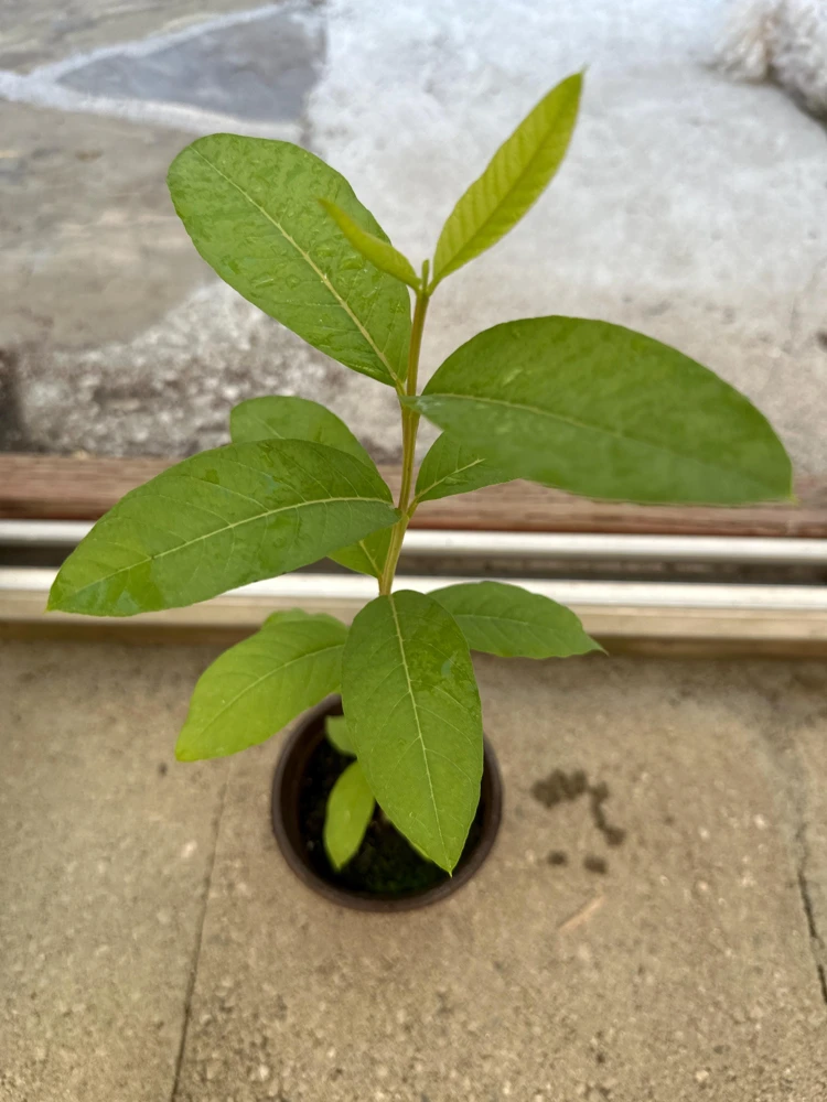 Red Guava Live Plant - 4" Pot, 8-10" Tall Tropical Fruit Tree - Image 3