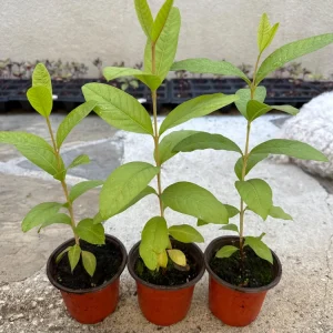Red Guava Live Plant - 4" Pot, 8-10" Tall Tropical Fruit Tree - Image 1