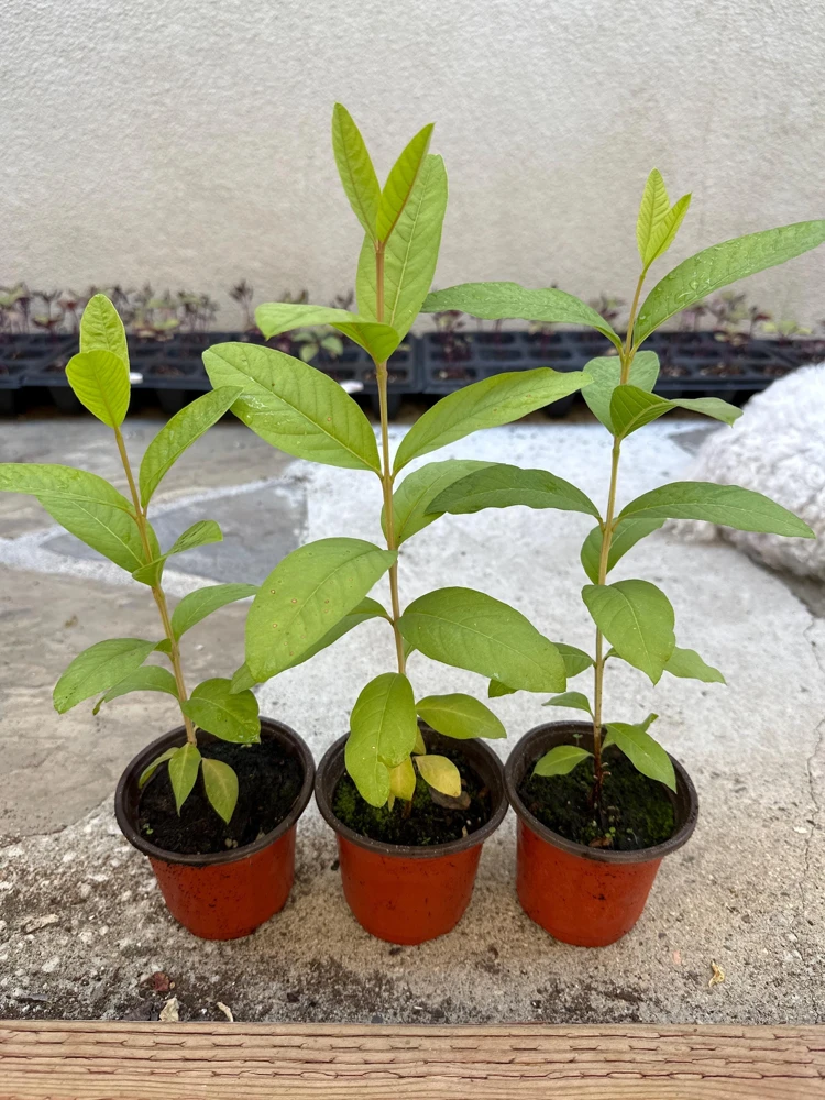 Red Guava Live Plant - 4" Pot, 8-10" Tall Tropical Fruit Tree - Image 1