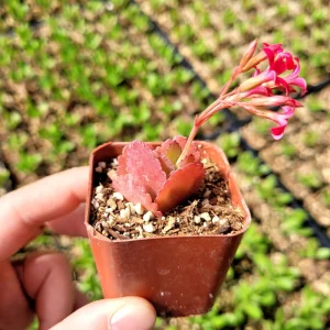 Red Kalanchoe longiflora coccinea Live Plant – Tugela Cliff-Kalanchoe – 2 inch Pot - Image 2