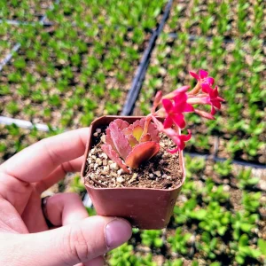 Red Kalanchoe longiflora coccinea Live Plant – Tugela Cliff-Kalanchoe – 2 inch Pot - Image 1