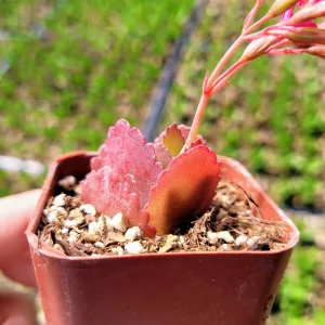 Red Kalanchoe longiflora coccinea Live Plant – Tugela Cliff-Kalanchoe – 2 inch Pot - Image 3