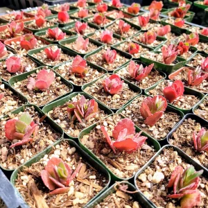 Red Kalanchoe longiflora coccinea Live Plant – Tugela Cliff-Kalanchoe – 2 inch Pot - Image 4