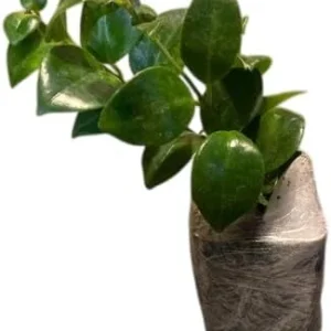Red Lipstick Plant Live Aeschynanthus Radicans Trailing Houseplant 2