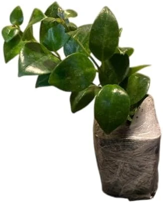 Red Lipstick Plant Live Aeschynanthus Radicans Trailing Houseplant 2" Pot - Image 2