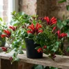 Red Lipstick Plant Live Aeschynanthus Radicans Trailing Houseplant 2" Pot - Image 1