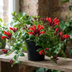 Red Lipstick Plant Live Aeschynanthus Radicans Trailing Houseplant 2