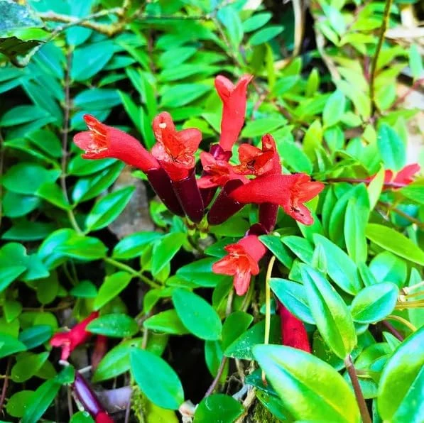 Red Lipstick Plant Live Aeschynanthus Radicans Trailing Houseplant 2" Pot - Image 3
