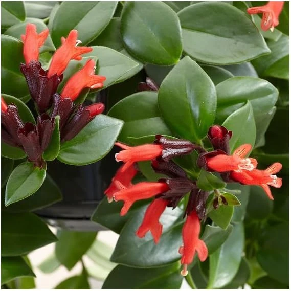 Red Lipstick Plant Live Aeschynanthus Radicans Trailing Houseplant 2" Pot - Image 4