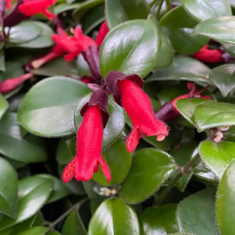 Red Lipstick Plant Live Aeschynanthus Radicans Trailing Houseplant 2" Pot - Image 5