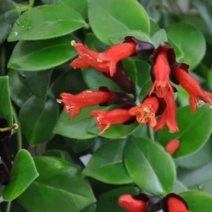 Red Lipstick Plant Live Aeschynanthus Radicans Trailing Houseplant 2