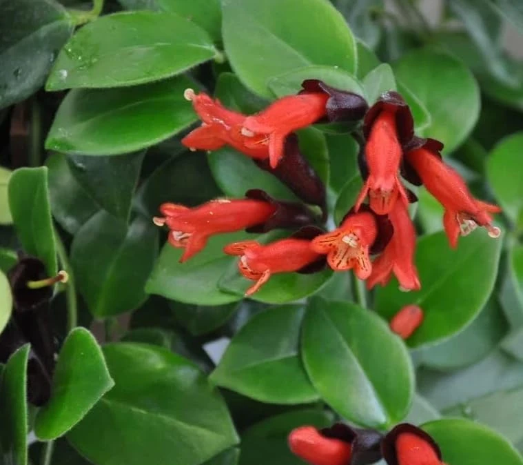 Red Lipstick Plant Live Aeschynanthus Radicans Trailing Houseplant 2" Pot - Image 6