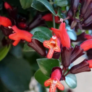 Red Lipstick Plant Live Aeschynanthus Radicans Trailing Houseplant 2