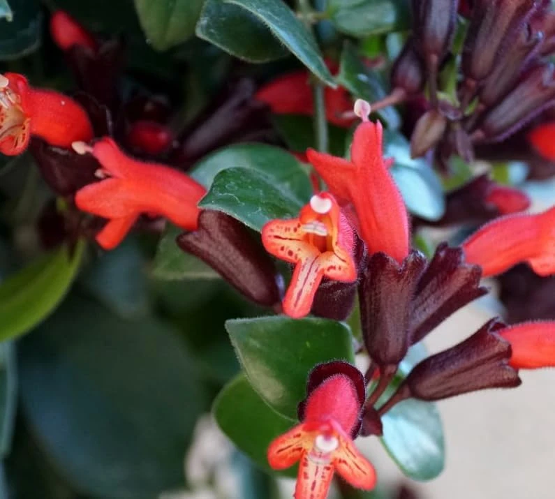Red Lipstick Plant Live Aeschynanthus Radicans Trailing Houseplant 2" Pot - Image 7