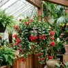 Red Lipstick Plant Live - Aeschynanthus Trailing Houseplant 4" Pot - Image 1