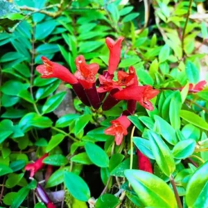 Red Lipstick Plant Live - Aeschynanthus Trailing Houseplant 4
