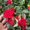 Red Mini Rose Live Plant – Starter Bush – 3-6 inch Tall – Outdoor Flower - Image 1