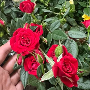 Red Mini Rose Live Plant – Starter Bush – 3-6 inch Tall – Outdoor Flower - Image 1