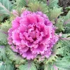 Red Ornamental Cabbage Kale Live Plant - 2 Plants in 1 Pot - Outdoor Edible - Image 1