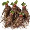 Red Rhubarb Crowns Live Plant – 5 Tubers, 5-7 Inch, Hardy Perennial - Image 1