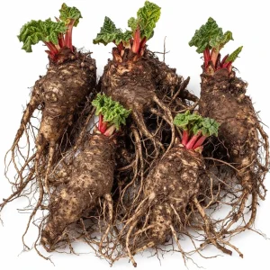 Red Rhubarb Crowns Live Plant – 5 Tubers, 5-7 Inch, Hardy Perennial - Image 1