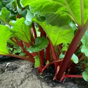 Red Rhubarb Crowns Live Plant – 5 Tubers, 5-7 Inch, Hardy Perennial - Image 2