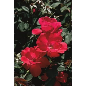 Red Rose Bush Cuttings - 3 Unrooted 6
