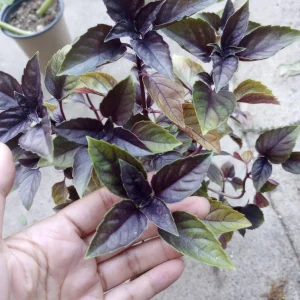 Red Rubin Basil Live Plant – 6 Inch Pot – Culinary Herb – Indoor/Outdoor - Image 2