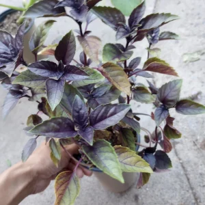 Red Rubin Basil Live Plant – 6 Inch Pot – Culinary Herb – Indoor/Outdoor - Image 1